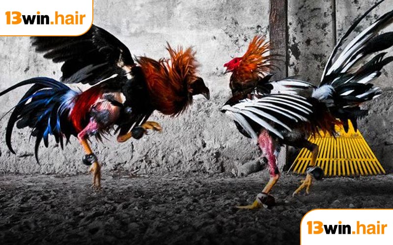 Ưu điểm vượt trội được nhận khi đặt cược Đá Gà 13WIN
