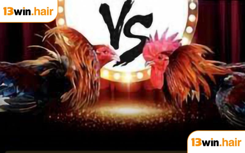 Chiến lược tham gia đá gà Thomo hiệu quả tại 13WIN